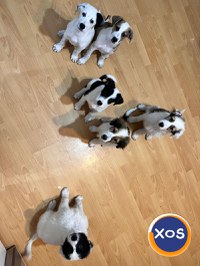 7 frați, 1 poveste unica | CAMARADUL TAU din linia Cei 7 Superbi - 16