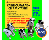 7 frați, 1 poveste unica | CAMARADUL TAU din linia Cei 7 Superbi - 17