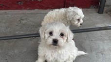 BICHONI MALTEZI SUPER JUCĂUȘI