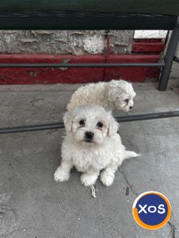 BICHONI MALTEZI SUPER JUCĂUȘI - 1