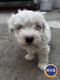 BICHONI MALTEZI SUPER JUCĂUȘI - 2