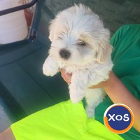 BICHONI MALTEZI SUPER JUCĂUȘI - 6