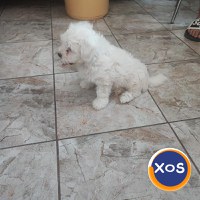 BICHONI MALTEZI SUPER JUCĂUȘI - 4