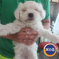 BICHONI MALTEZI SUPER JUCĂUȘI - 5