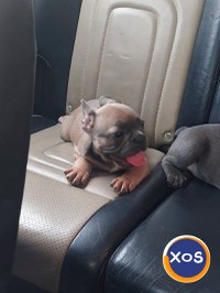 Bulldog francez blue si tan - 2