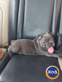Bulldog francez blue si tan - 1