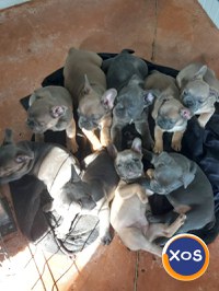 Bulldog francez blue si tan - 4