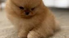 Căței Pomeranian cu ochi albaștri pentru adopție