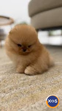 Căței Pomeranian cu ochi albaștri pentru adopție - 1