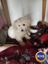 Catelusi de vanzare bichon frise - 1