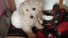 Catelusi de vanzare bichon frise