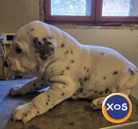 Dalmatieni catei - 1