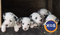 Dalmatieni catei - 3
