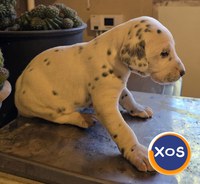 Dalmatieni catei - 2