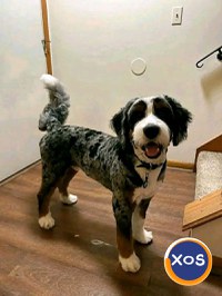 Golden doodle și bernedoodle pentru adopție și relocare - 4