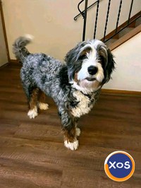 Golden doodle și bernedoodle pentru adopție și relocare - 3