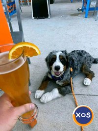 Golden doodle și bernedoodle pentru adopție și relocare - 2