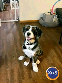 Golden doodle și bernedoodle pentru adopție și relocare - 1