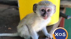 Maimuțe capucin tinere adorabile spre adopție