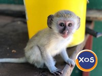 Maimuțe capucin tinere adorabile spre adopție - 1
