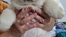 Pui chow chow albi