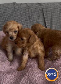 pui poodle/caniche miniature (poodle pitic) - 1