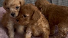 pui poodle/caniche miniature (poodle pitic)