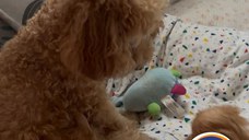 pui poodle/caniche miniature (poodle pitic)