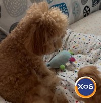 pui poodle/caniche miniature (poodle pitic) - 3
