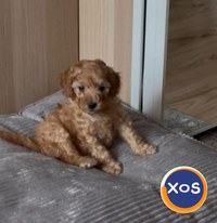 pui poodle/caniche miniature (poodle pitic) - 4