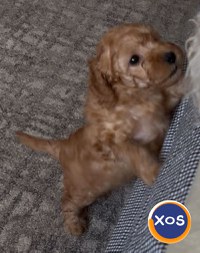 pui poodle/caniche miniature (poodle pitic) - 5