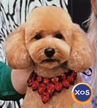pui poodle/caniche miniature (poodle pitic) - 2