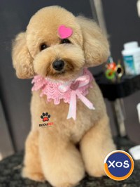 pui poodle/caniche miniature (poodle pitic) - 4