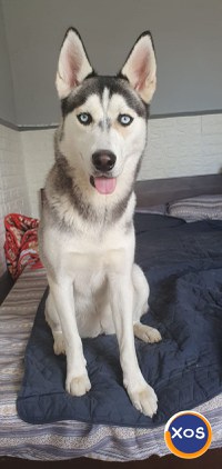 Puiuti Husky Siberian - 3