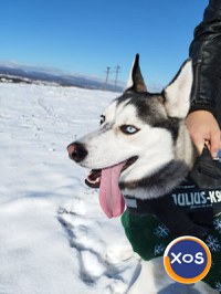 Puiuti Husky Siberian - 6