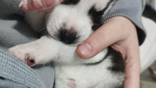 Puiuti Husky Siberian