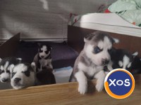 Puiuti Husky Siberian - 6