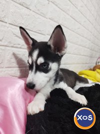 Puiuti Husky Siberian - 4