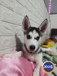 Puiuti Husky Siberian - 3