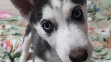 Puiuti Husky Siberian