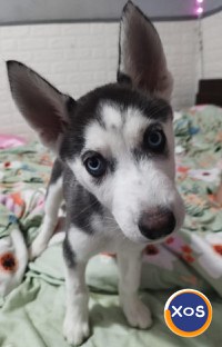 Puiuti Husky Siberian - 1