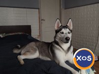 Puiuti Husky Siberian - 6