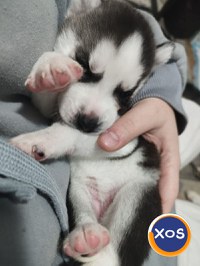 Puiuti Husky Siberian - 1