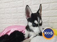 Puiuti Husky Siberian - 5