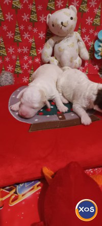 vand catei rasa lagotto romagniolo cu pedigree - 4