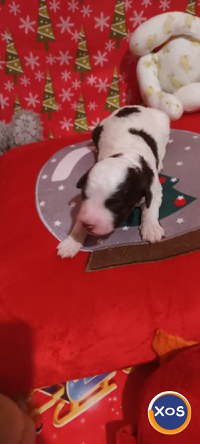 vand catei rasa lagotto romagniolo cu pedigree - 3