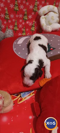 vand catei rasa lagotto romagniolo cu pedigree - 2