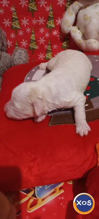 vand catei rasa lagotto romagniolo cu pedigree - 1