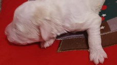 vand catei rasa lagotto romagniolo cu pedigree