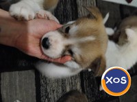 Akita inu,femela 2 luni - 7